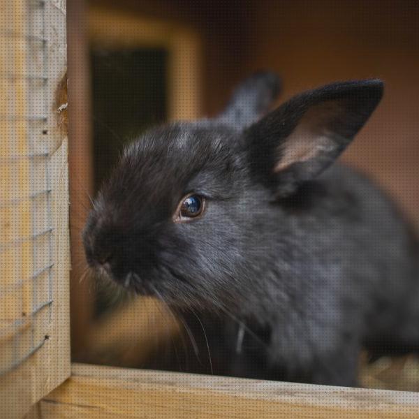 Las mejores casitas conejos casita manual para conejos