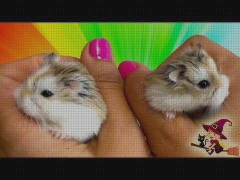 Las mejores marcas de casitas hamster casita para hamster arcilla