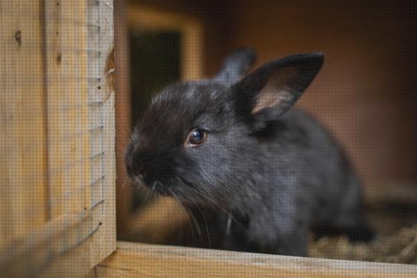Las mejores casitas conejos casitas tela para conejos