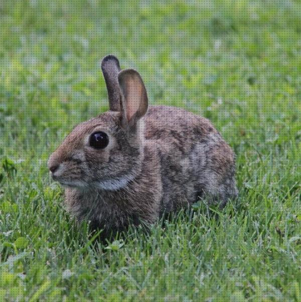 ¿Dónde poder comprar cebos conejos cebo para conejos?