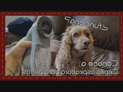 Review de cepillo aspirador a de pelo para mascotas