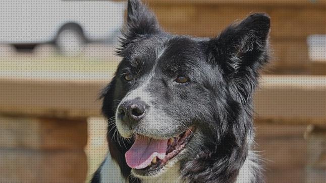 Los mejores 21 Cepillos De Dientes Para Border Collie