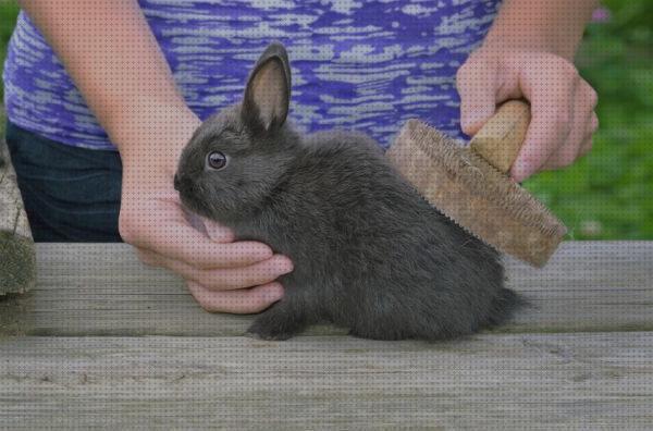 ¿Dónde poder comprar cepillos conejos cepillo de pelo para conejos?