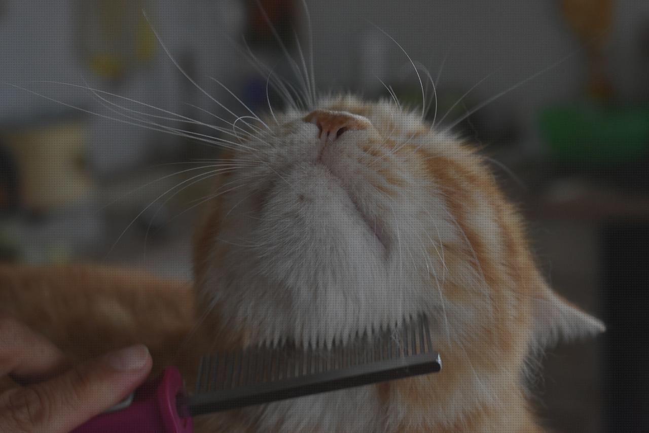 Las mejores marcas de cepillos cepillo para gato pelo largo