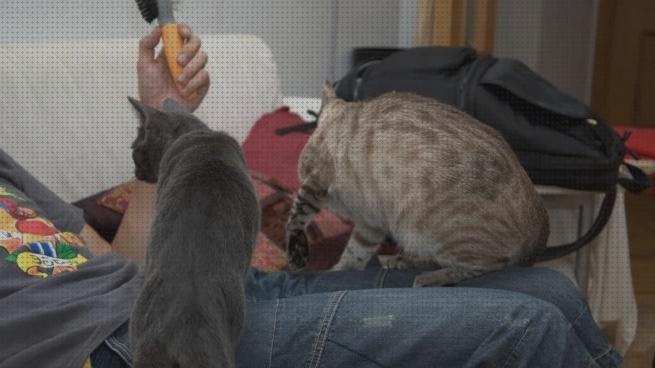 Las mejores marcas de cepillos gatos cepillo rascador para gatos