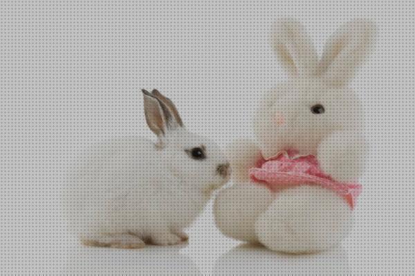 Las mejores marcas de cepillos conejos cepillos para conejos toy