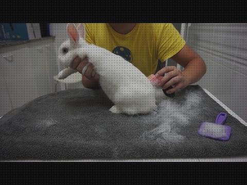 Review de cepillos para peinar conejos
