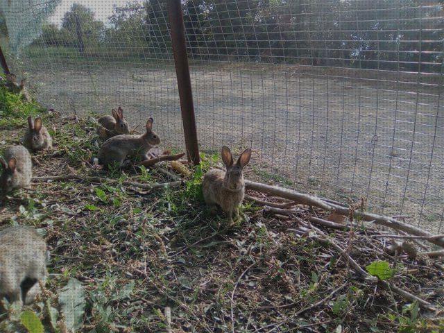 ¿Dónde poder comprar cercados conejos cercados para conejos de monte?