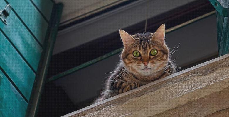 ¿Dónde poder comprar ventanas gatos cerramientos de ventanas para gatos?