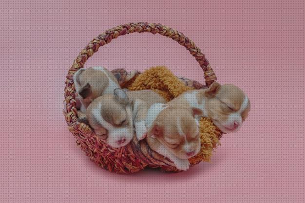 Las mejores marcas de cestas mascotas cestas para mascotas recien nacidos