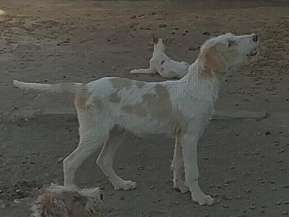 Las mejores marcas de chalecos chalecos anticortes para perro de caza de jabali dogo galgo