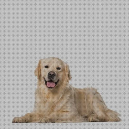 Los mejores 24 Champus Basic Arteros Para Golden Retriever