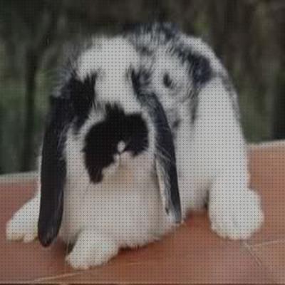 ¿Dónde poder comprar belier conejos champu para conejos belier?