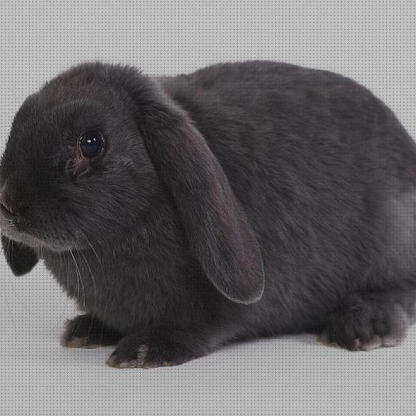 Las mejores marcas de belier conejos champu para conejos belier