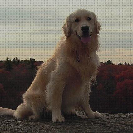 Las mejores retriever champu seco para golden retriever