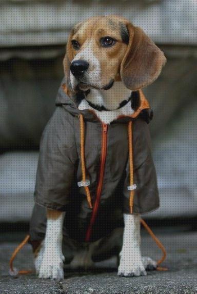 ¿Dónde poder comprar beagles chubasqueros para beagles?