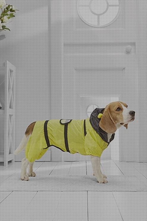 Análisis de los 11 mejores chubasqueros para beagles del mundo