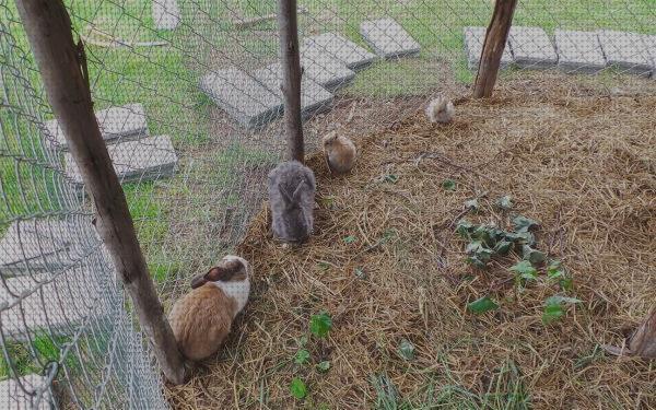 ¿Dónde poder comprar jaulas conejos cierres?
