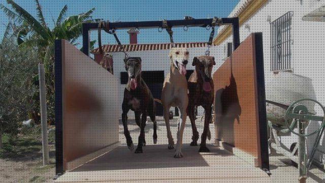 Mejores 19 galgos cintas