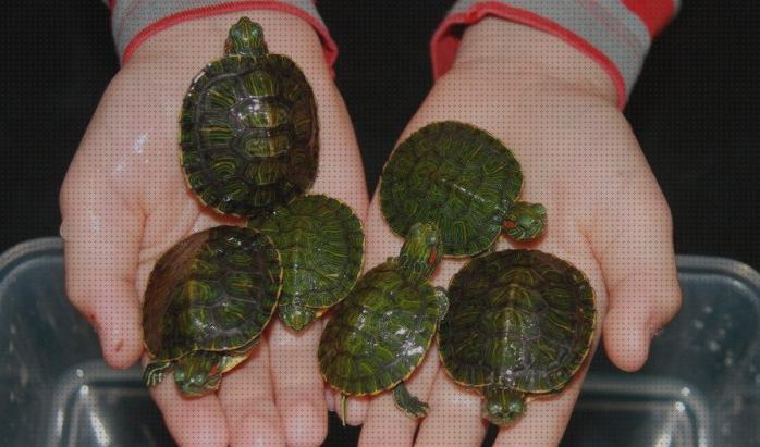 ¿Dónde poder comprar acuarios tortugas clases de tortugas para acuarios?