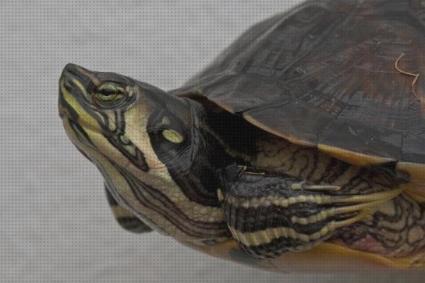 Las mejores acuarios tortugas clases de tortugas para acuarios