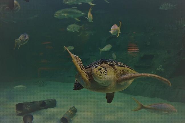 Review de clases de tortugas para acuarios