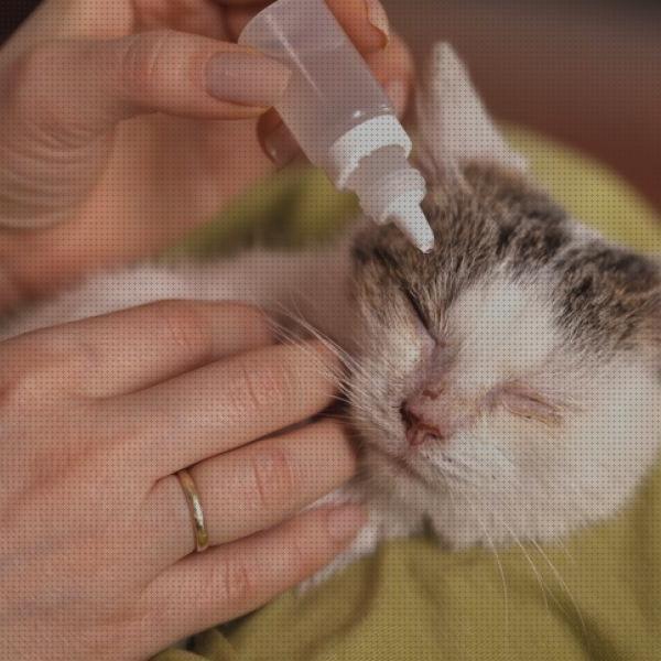 ¿Dónde poder comprar antibiotico gatos colirio antibiotico para gatos?