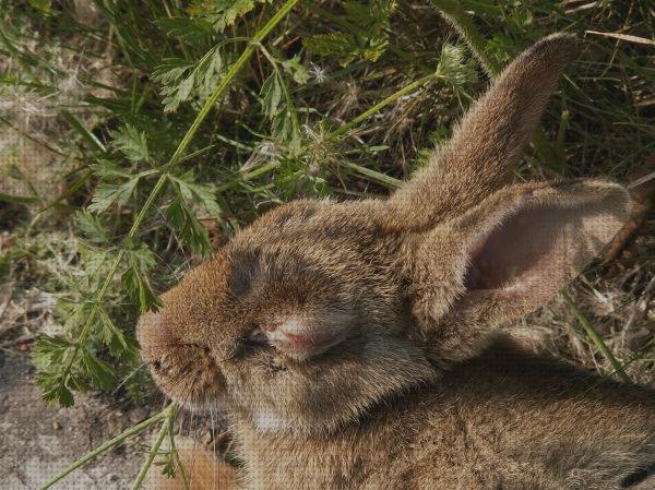 Las mejores marcas de colirio conejos colirio para conejos
