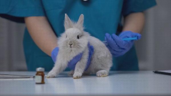 ¿Dónde poder comprar colirio conejos colirio humano para conejos?