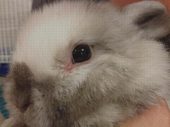 ¿Dónde poder comprar colirio conejos colirio oftalmico para conejos?