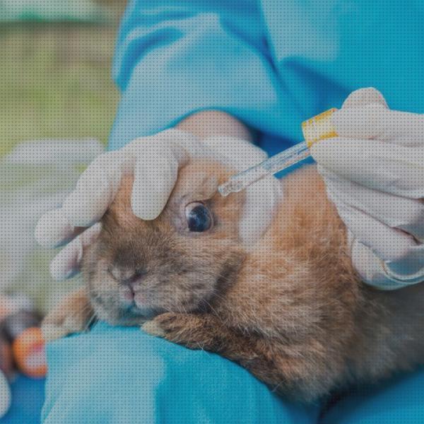 Review de colirio oftalmico para conejos