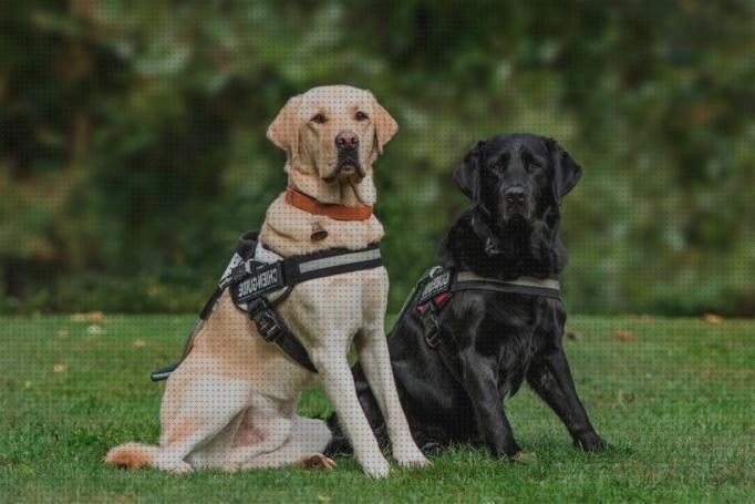 Análisis de los 32 mejores Collares Cachorros Labradores Para Los Veranos