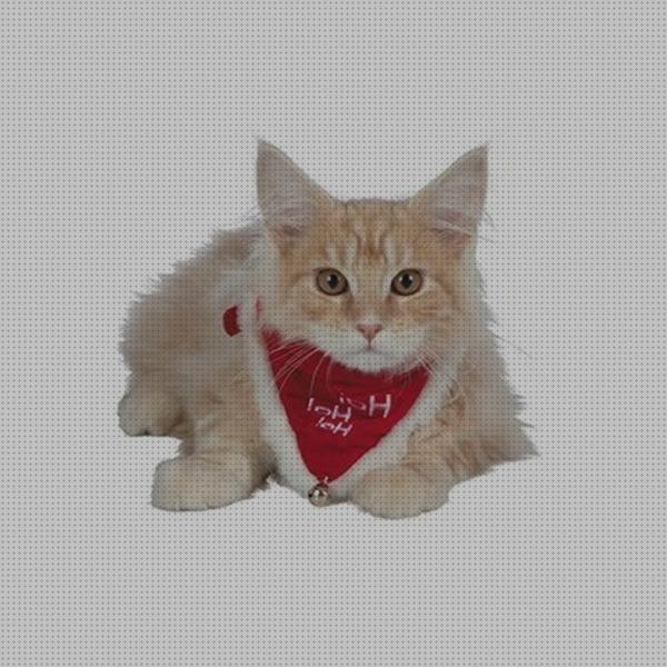 ¿Dónde poder comprar collares collar con pañuelo para gato?