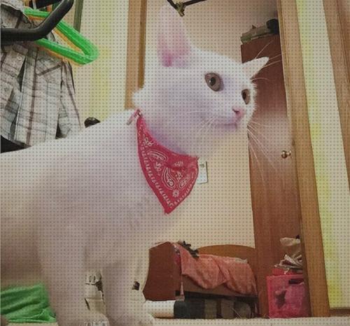 Análisis de los 12 mejores Collares Con Pañuelos Para Gatos
