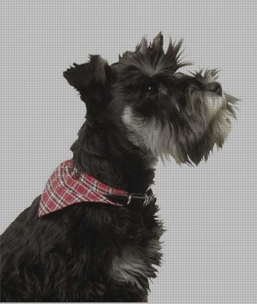 ¿Dónde poder comprar collares mascotas collar con pañuelo para mascotas?
