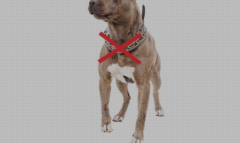 Análisis de los 29 mejores Collares De Pinchos Para Perros