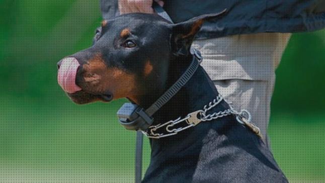 Los mejores 17 Collares Electricos Para Perros Cercas Perimetrales
