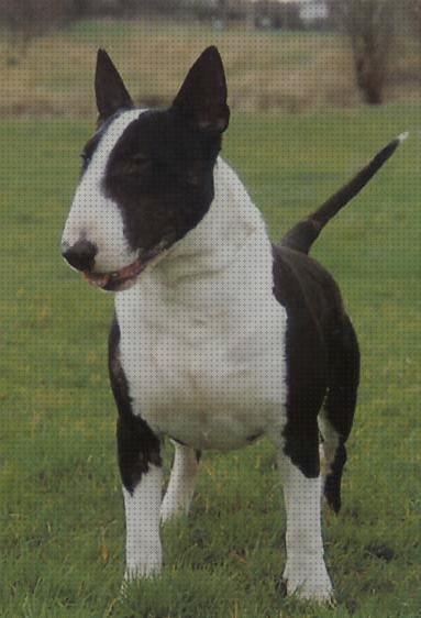 ¿Dónde poder comprar terrier collar ideal para bull terrier?