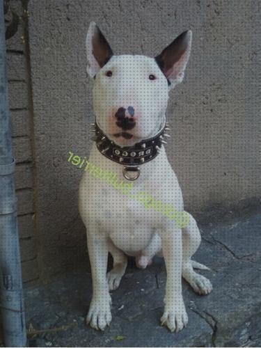 Las mejores marcas de terrier collar ideal para bull terrier