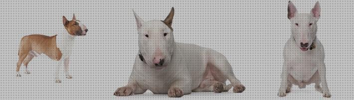 Las mejores terrier collar ideal para bull terrier