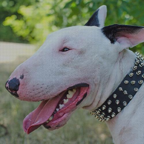 Review de collar ideal para bull terrier