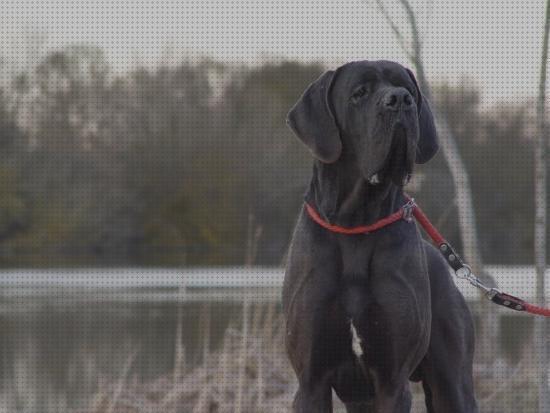 Review de collar mas adecuado para un dogo aleman