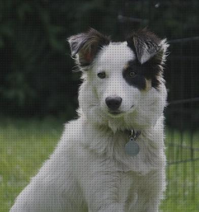 Los mejores 22 Collares Para Border Collie