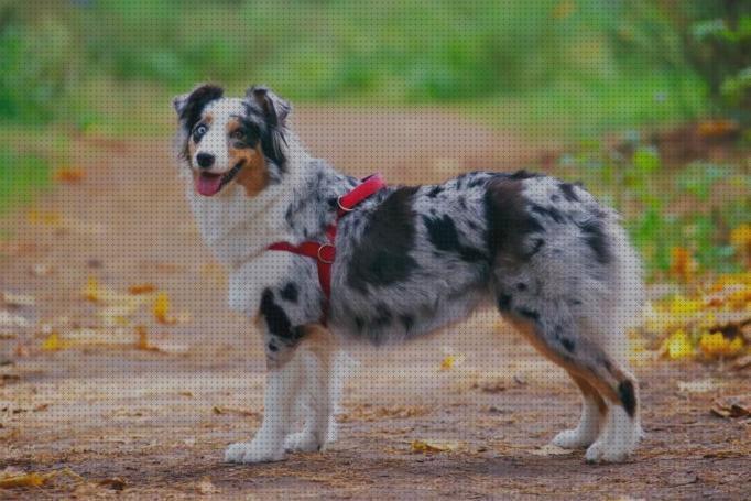 Las mejores collares collie collar para border collie