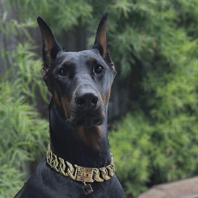 Opiniones de los 31 mejores Collares Para Cachorros Doberman