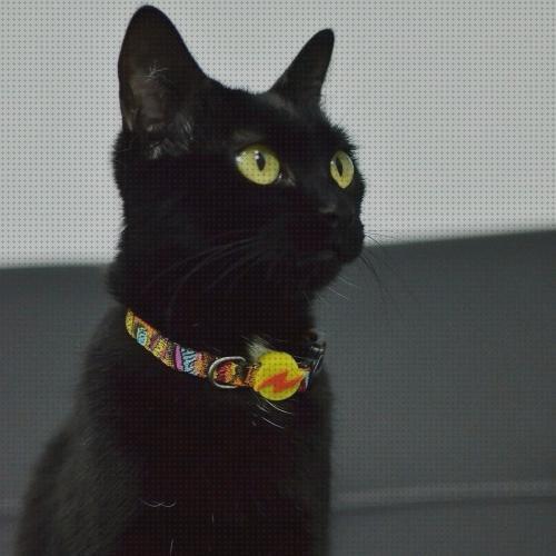 Los mejores 17 Collares Para Gatos Negros