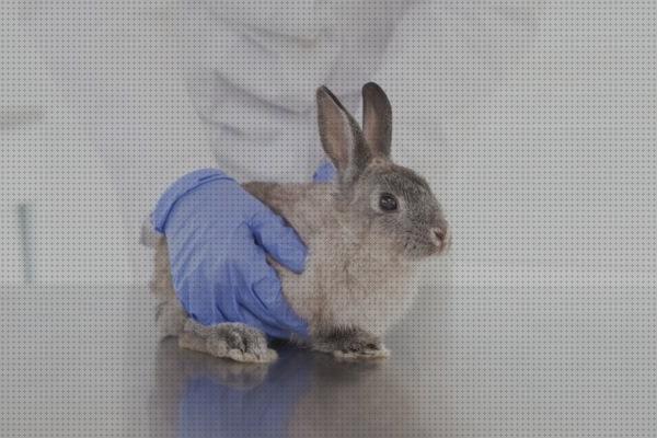 ¿Dónde poder comprar collares conejos collares antipulgas para conejos?