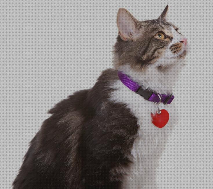 Los mejores 18 Collares Antipulgas Para Gatos Efectivos