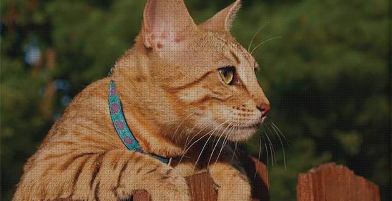 Las mejores collares gatos collares identificativos para gatos