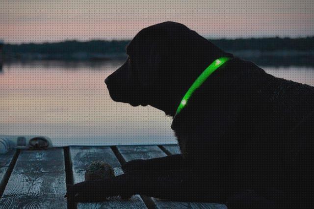 ¿Dónde poder comprar collares mascotas collares luminosos para mascotas?